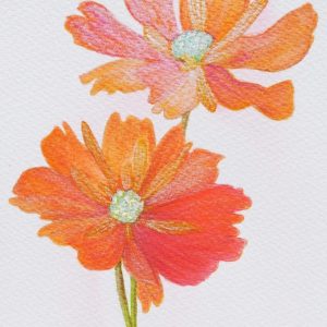 Orange shades