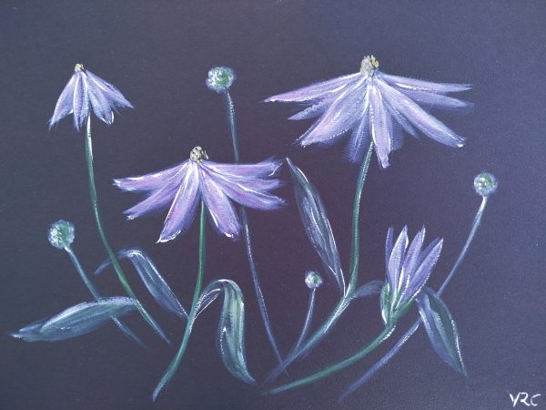 Purple daisies