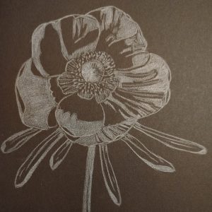 White anemone