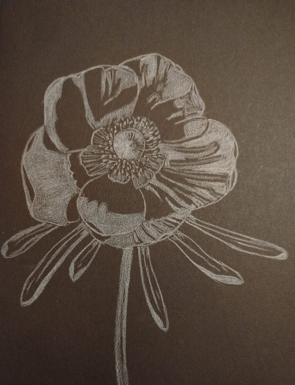 White anemone