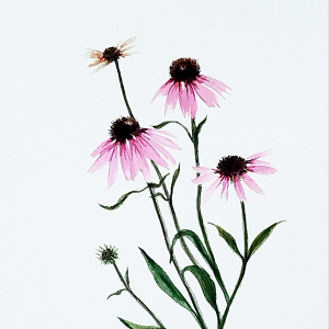 Echinaceas