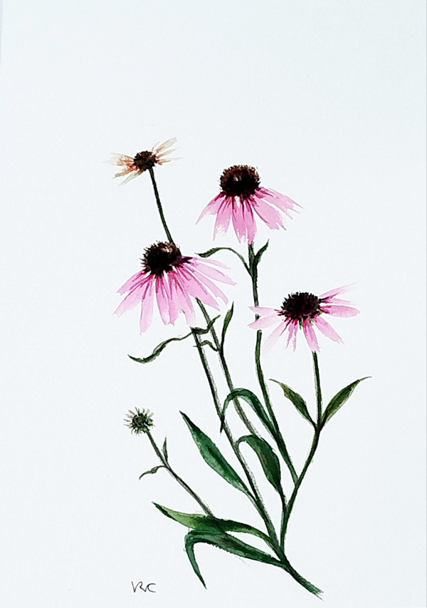 Echinaceas