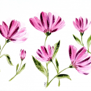 Pink Cosmos Flowers